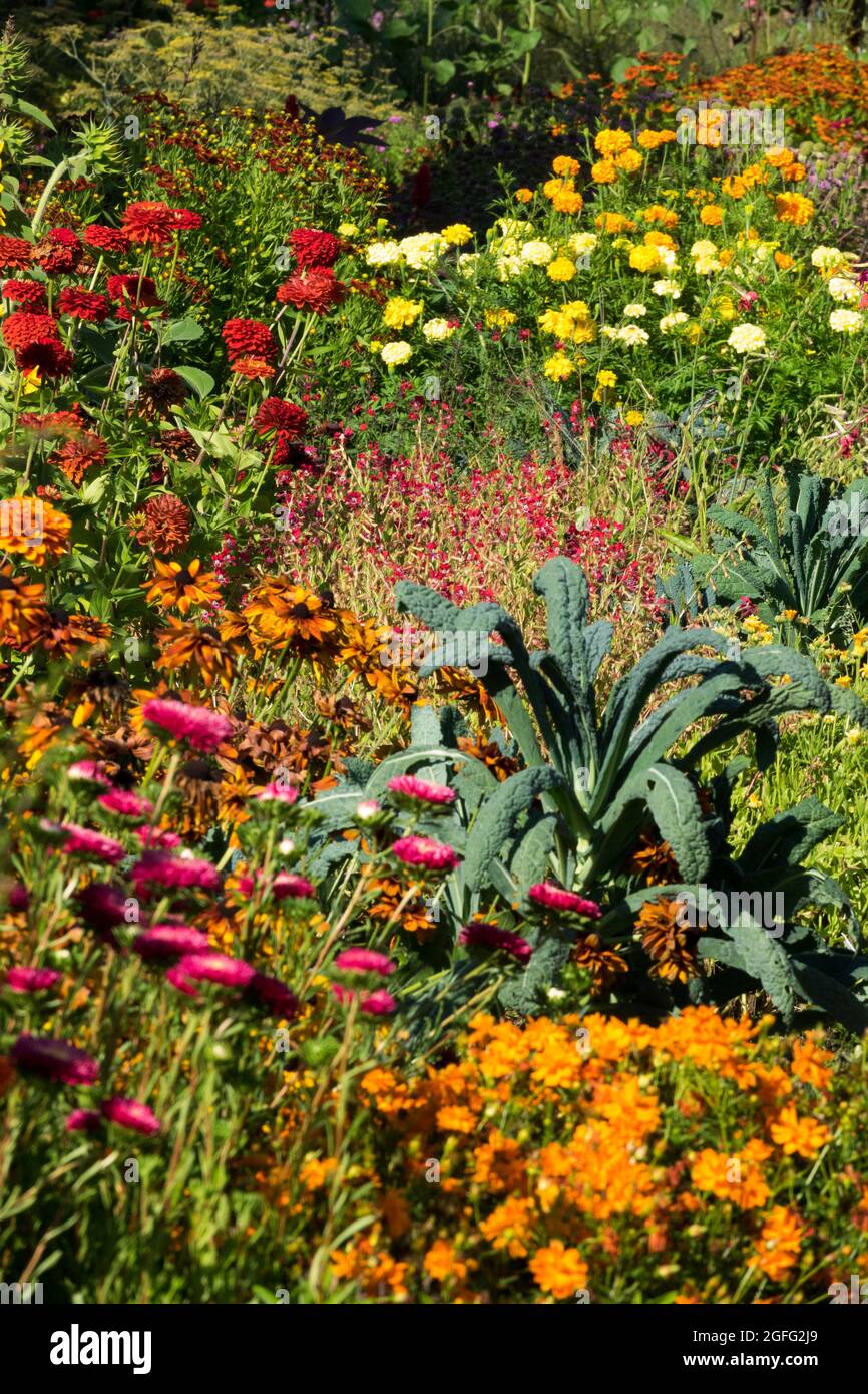Cottage giardino piante fiori colorato fiore letto in agosto, metà estate Kale Brassica oleracea 'Nero di Toscana' Foto Stock