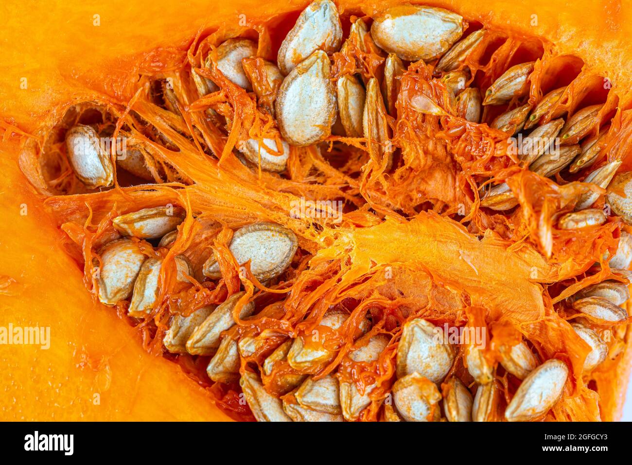 Zucca di Butternut, Cucurbita moschata, conosciuta in Australia e Nuova Zelanda come zucca di Butternut o gramma,[1] è un tipo di zucca invernale Foto Stock