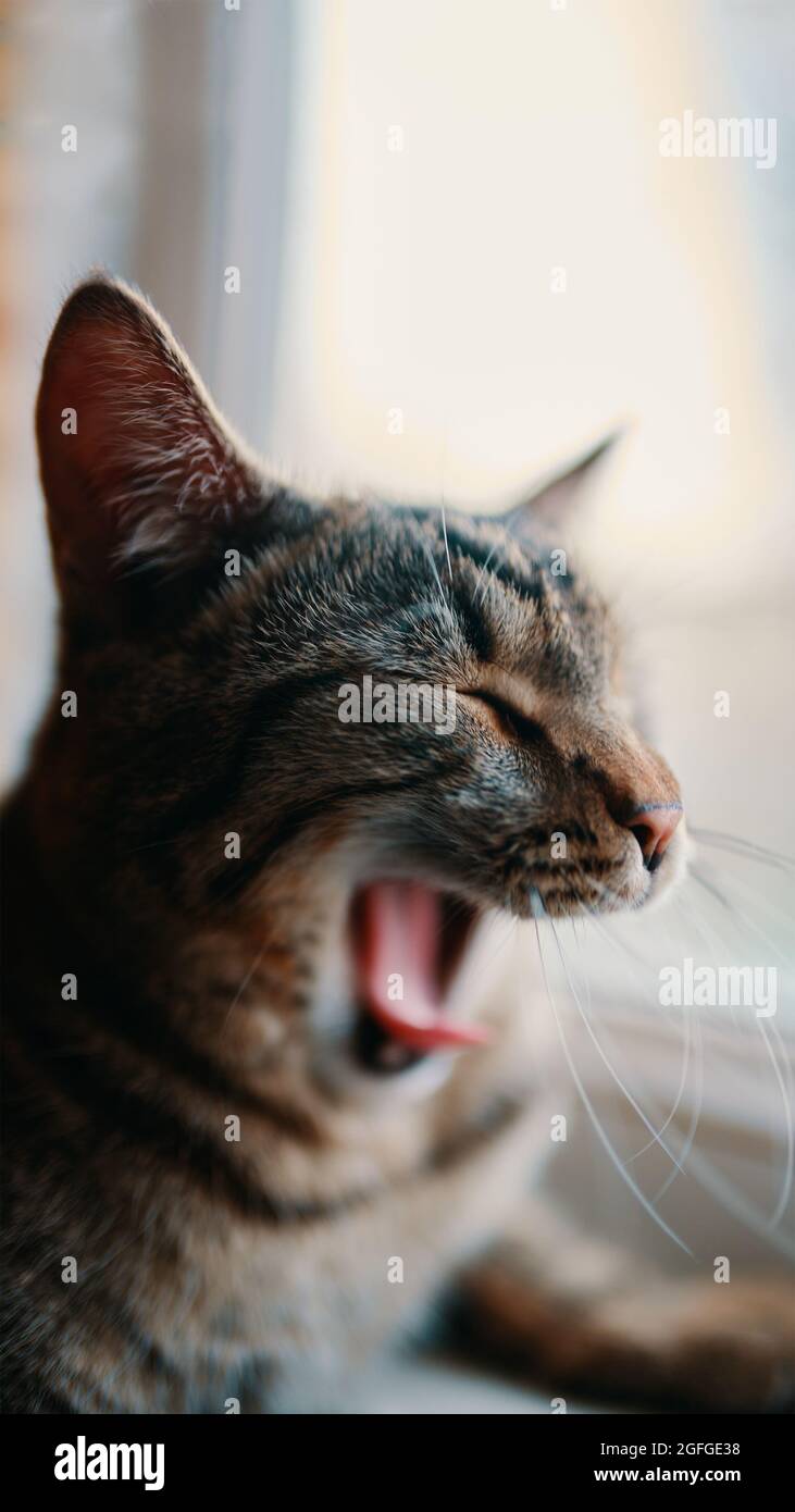 Strisce gatto domestico è seduto vicino a davanzale e yawns. Primo piano ritratto animale. Luce solare nella finestra. Pussycat pigro. Foto Stock