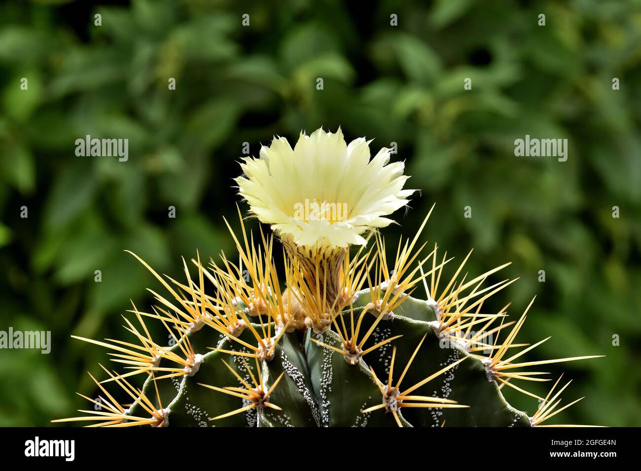 Bel fiore giallo con delicati petali e stamens di un cactus rotondo con  spine acuminate Foto stock - Alamy
