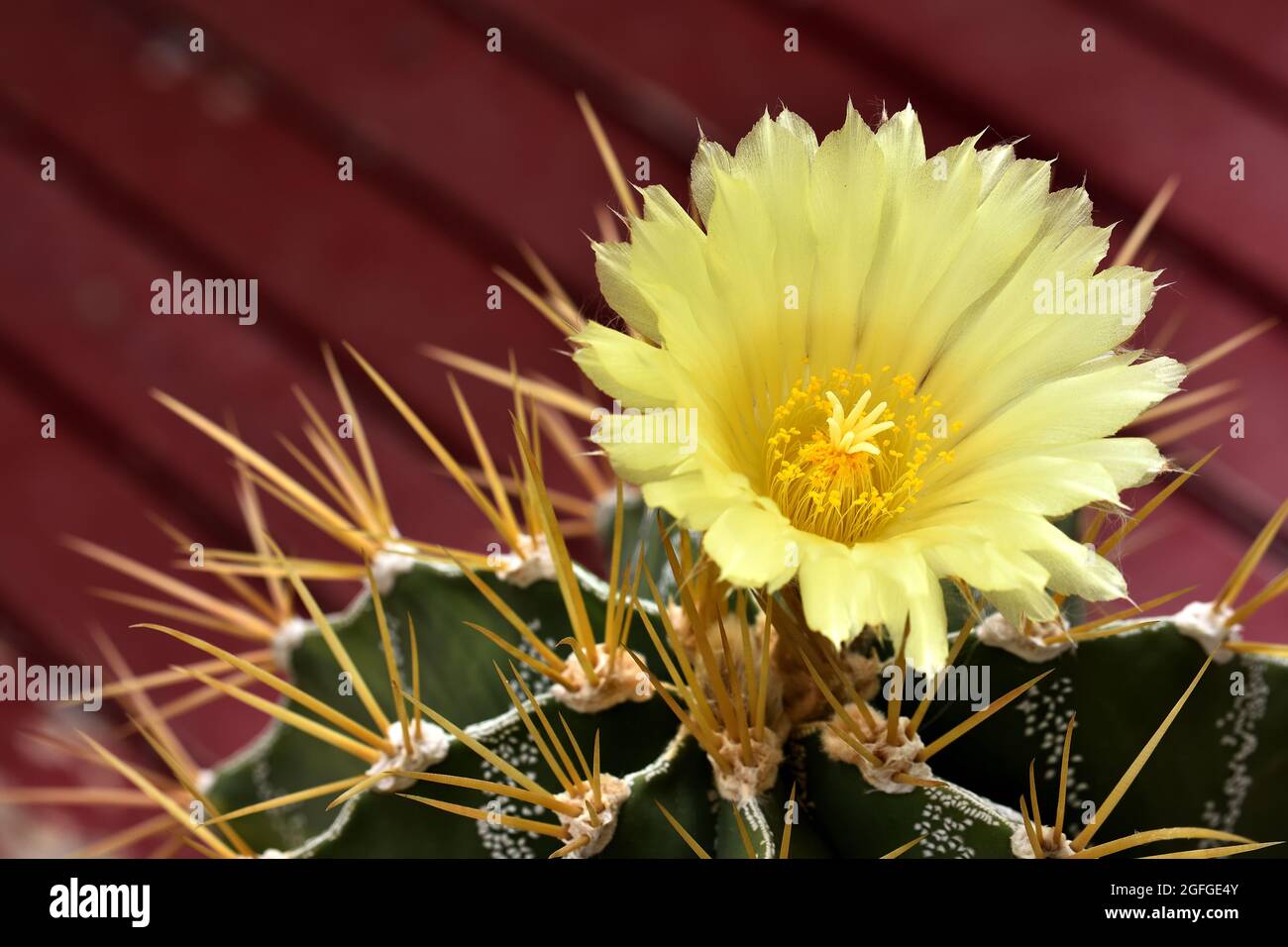 Bel fiore giallo con delicati petali e stamens di un cactus rotondo con  spine acuminate Foto stock - Alamy