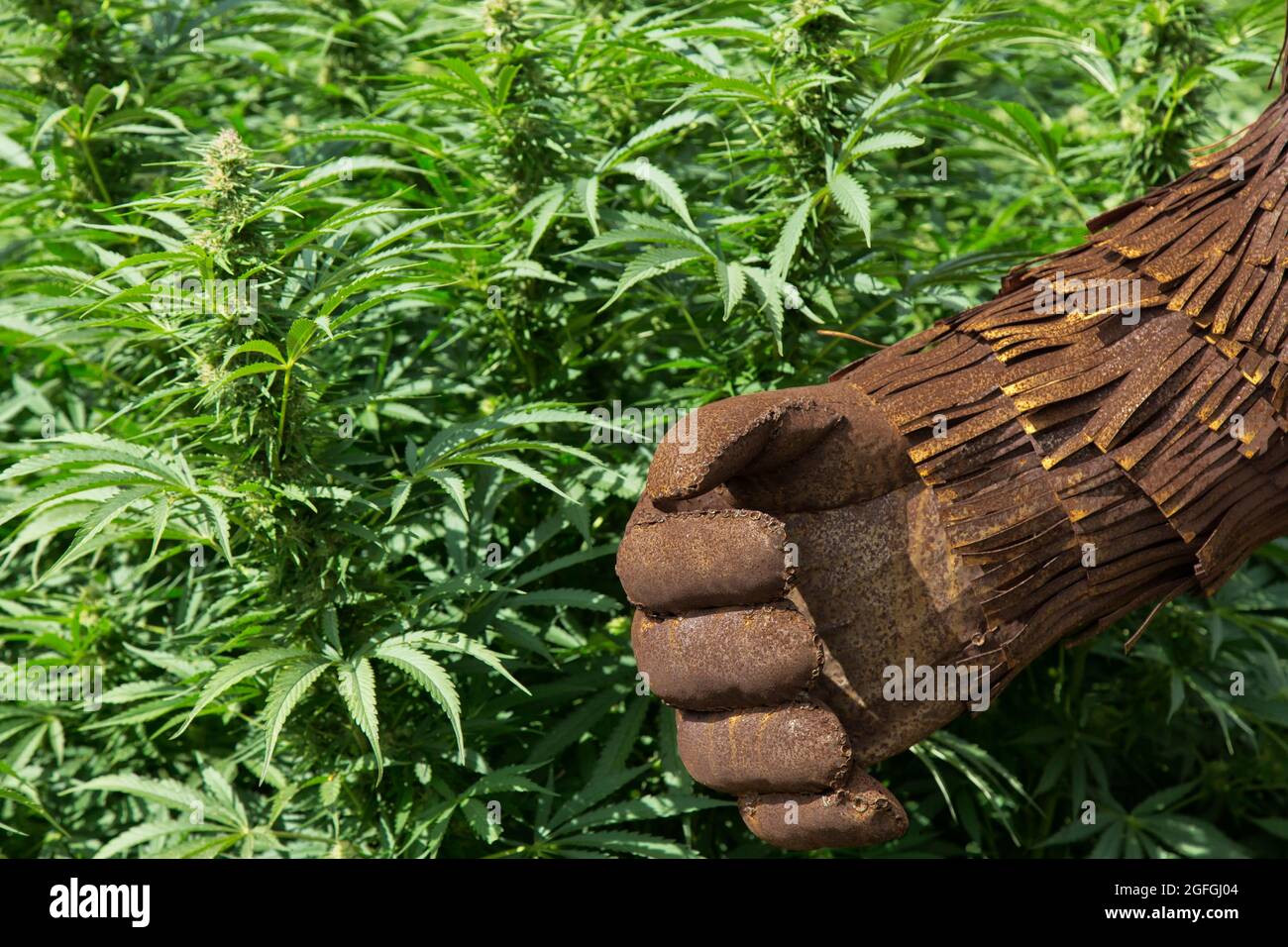 Potente mano destra di Bigfoot (Sasquatch) che passa attraverso il ceppo 'Lifter' della canapa organica 'Cannabis sativa', Oregon. Foto Stock