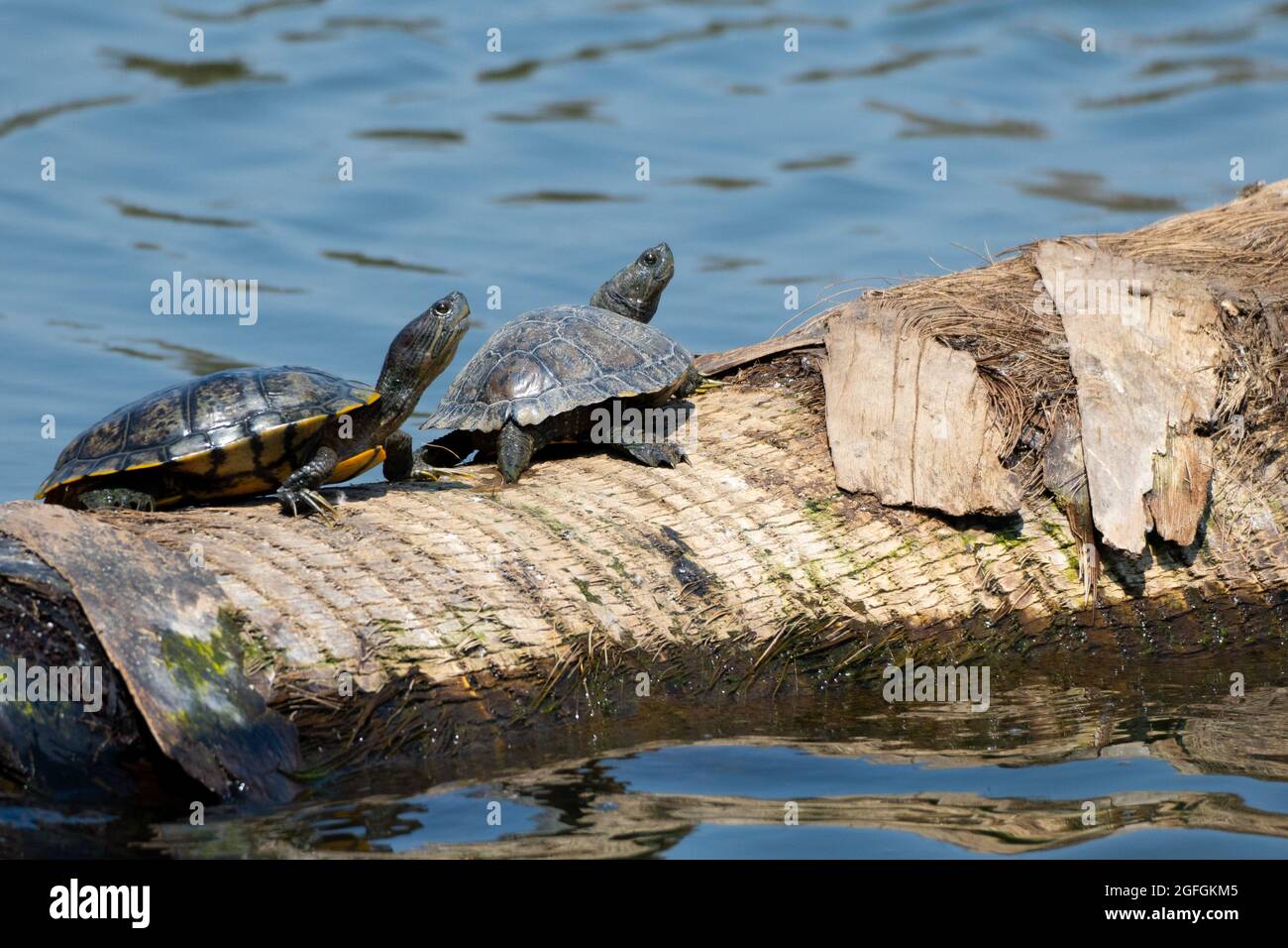Due tartarughe di laghetto occidentali (Clemmys marmorata) galleggiano su un ceppo presso la riserva naturale di Sepulveda Basin a Woodley, California, USA Foto Stock