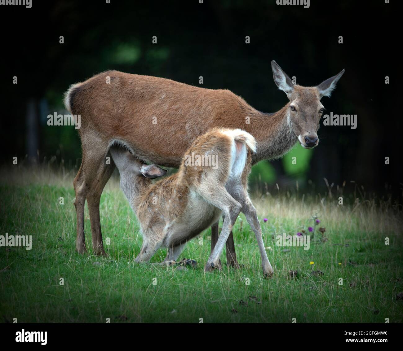 Madre & bambino cervo al Deer Park, Broadway Tower, Worcestershire, Regno Unito Foto Stock
