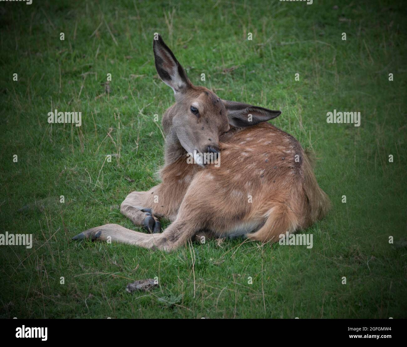 Baby Deer al Deer Park, Broadway Tower, Broadway, Worcestershire, Regno Unito Foto Stock