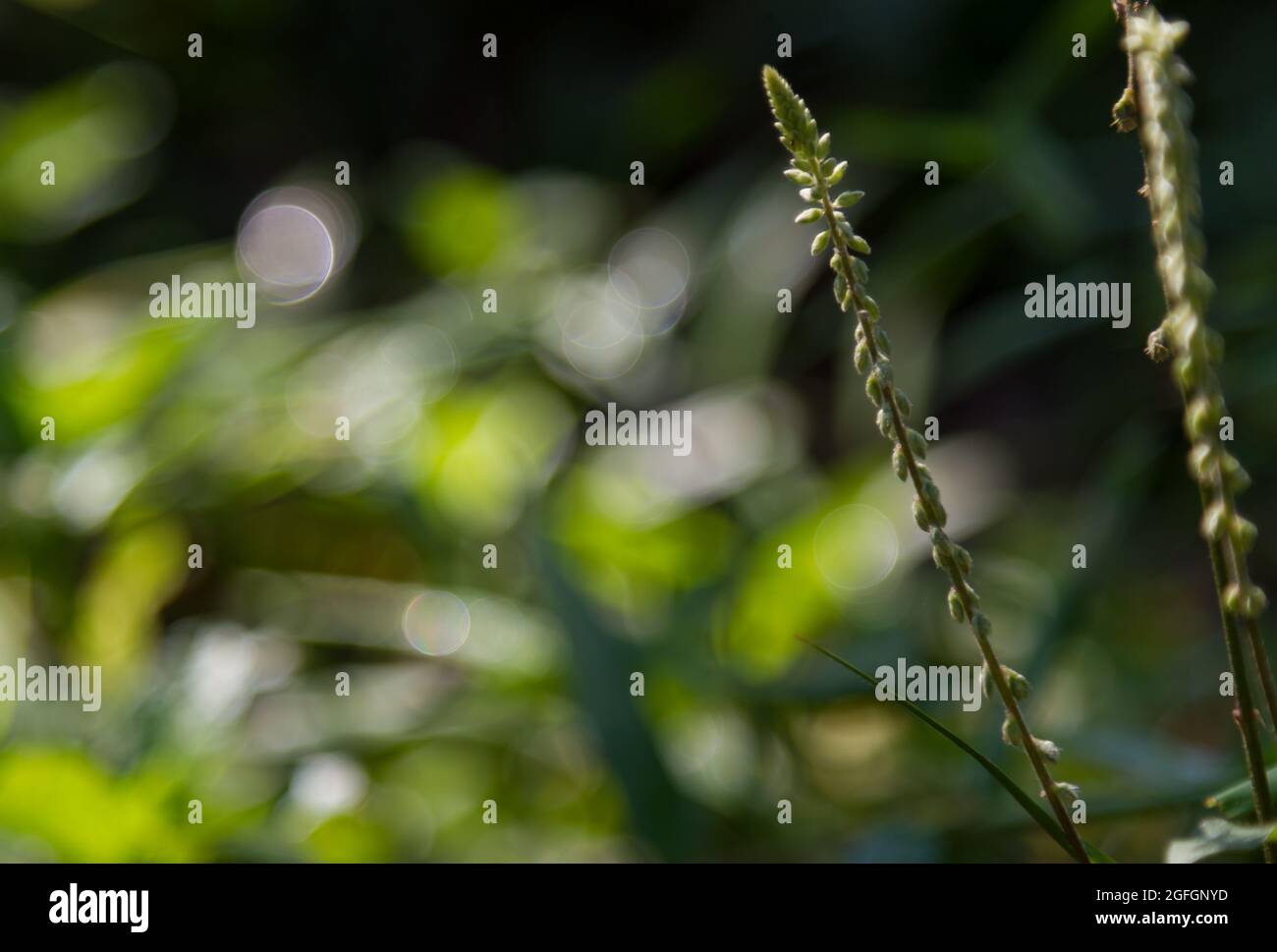 I fiori d'erba si innalzano tra l'erba, sotto forma di piccoli steli allungati Foto Stock