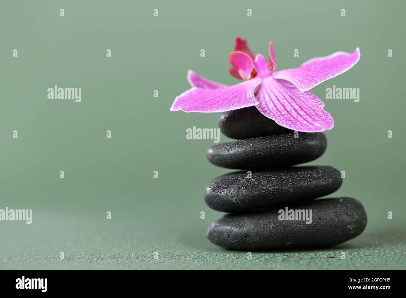 Spa pietre e Orchid Flower. Massaggio Stone.Beauty e armonia. Pietre nere e orchidea rosa in gocce d'acqua su sfondo verde. Foto Stock