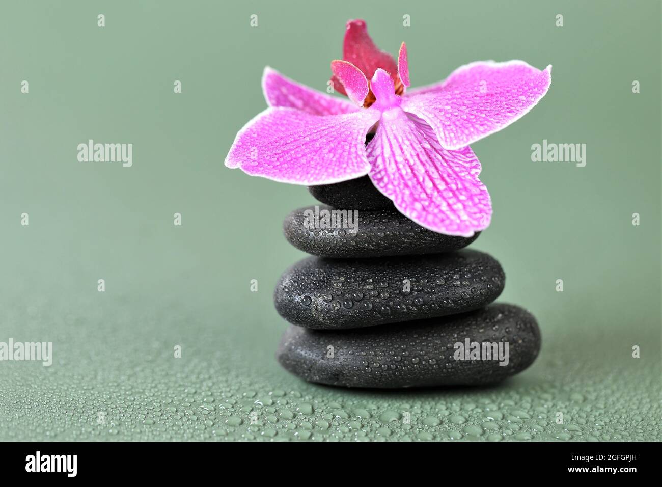 Spa pietre e Orchid Flower. Massaggio Stone.Beauty e armonia. Pietre nere e fiore rosa orchidea in gocce d'acqua su sfondo verde.Beautiful Zen Foto Stock