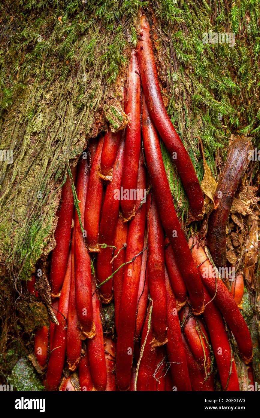Avventizio (strutture vegetali che si sviluppano in luoghi “insoliti”) radici aeree di una palma nell’entroterra della Sunshine Coast. Foto Stock