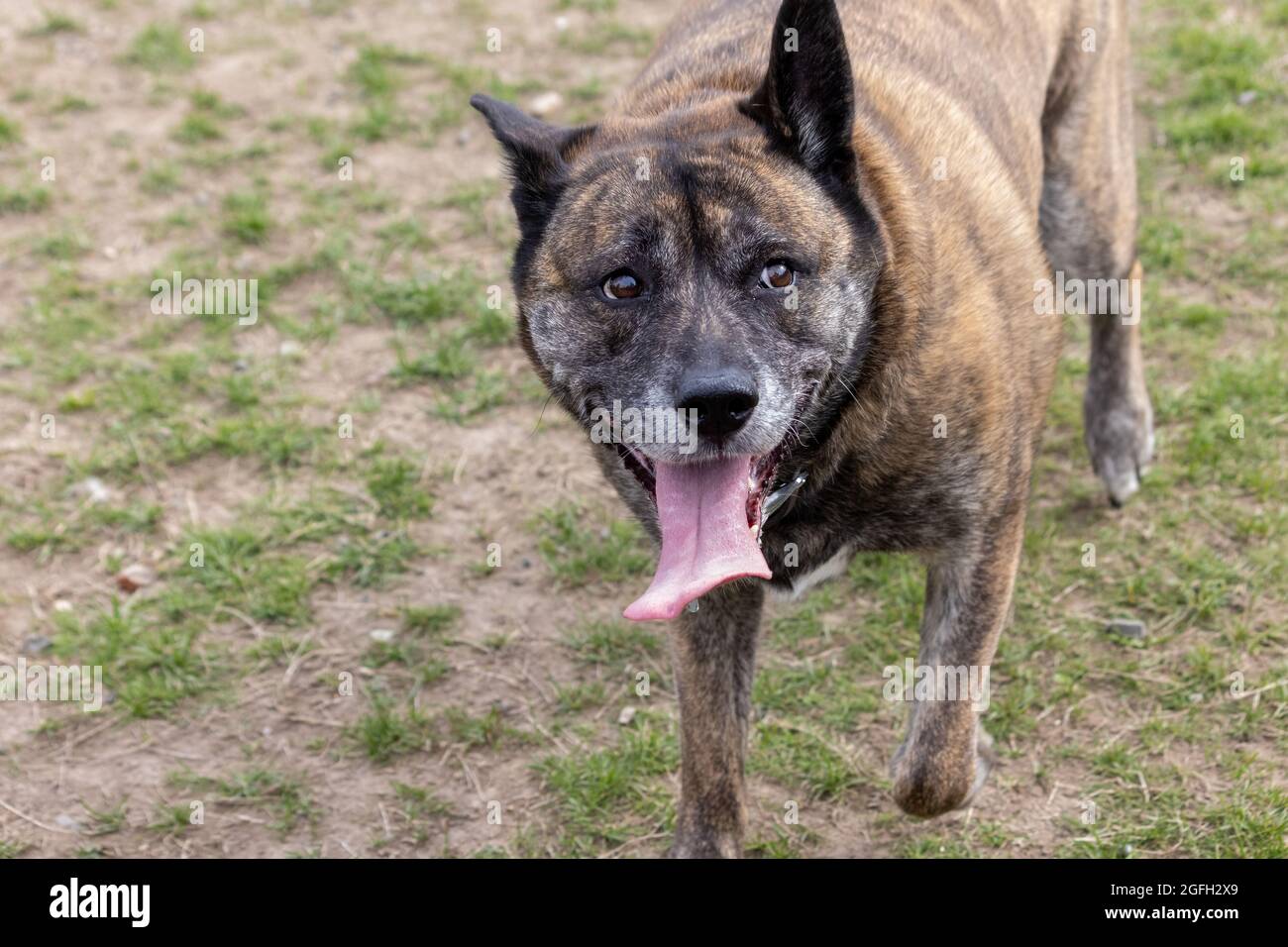 grande brindle boxer husky mix cane a piedi su prato sparso nel parco con  grande grin Foto stock - Alamy