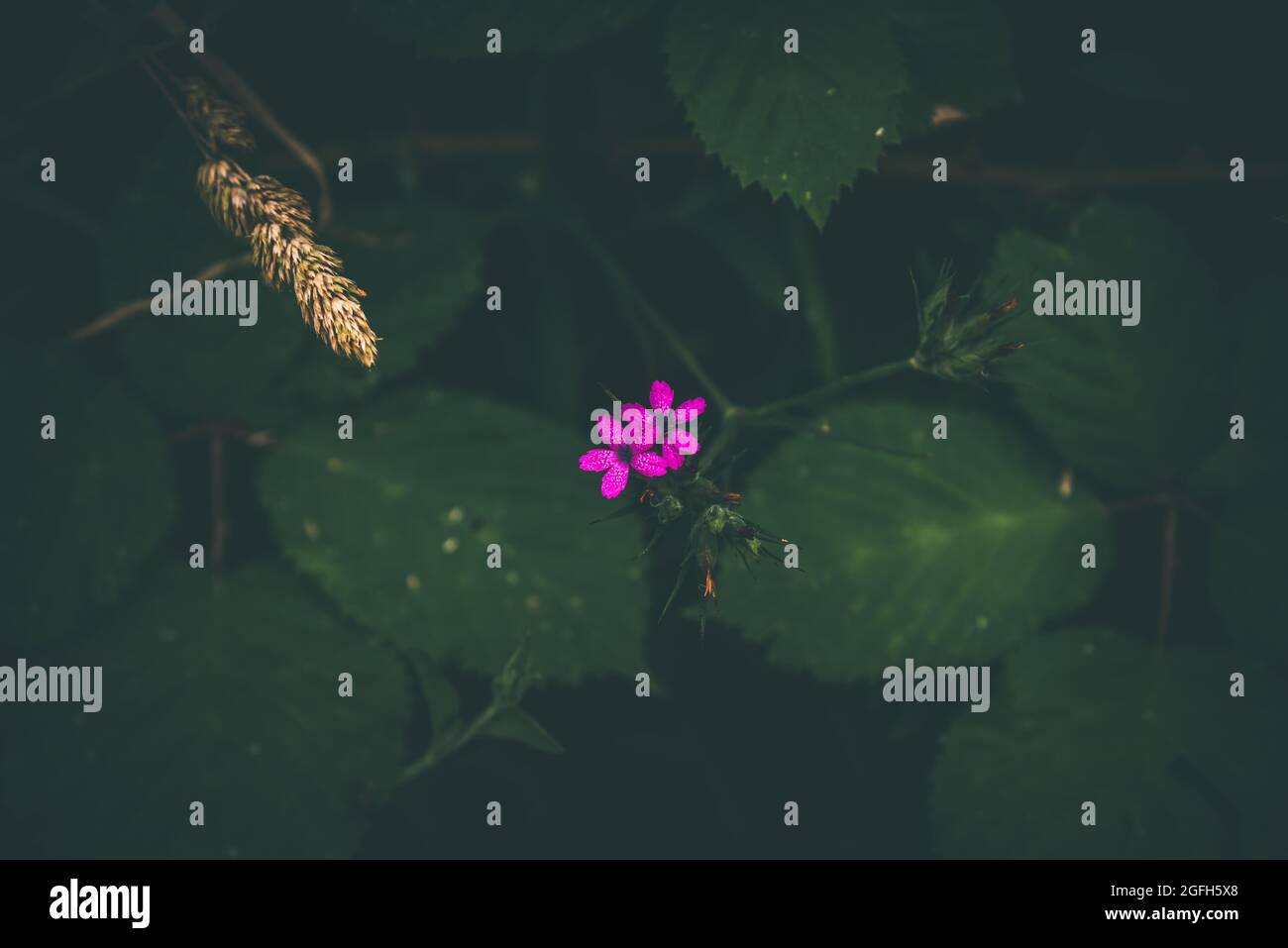 Piccoli dettagli ravvicinati di fiori selvatici in fiore rosa tra il verde scuro fogliame della foresta Foto Stock