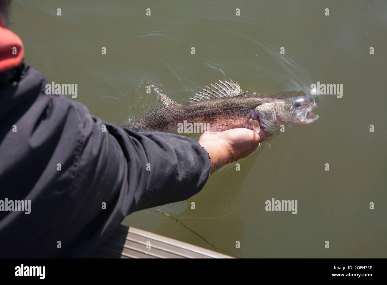 Un piccolo sauger è rilasciato per morso di nuovo un altro giorno, Missouri River, MT. Foto Stock