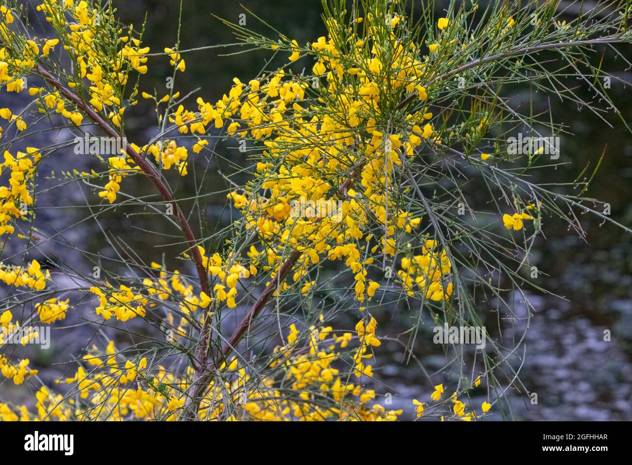 ramo di fiori gialli che fioriscono su una scotch selvaggia scopa cespuglio su una spiaggia rocciosa Foto Stock