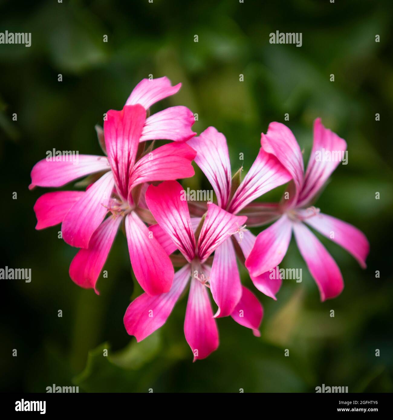 Immagine in primo piano in geranio rosa, su sfondo scuro. Pelargonium peltatum fiori in cesti appesi. Foto Stock