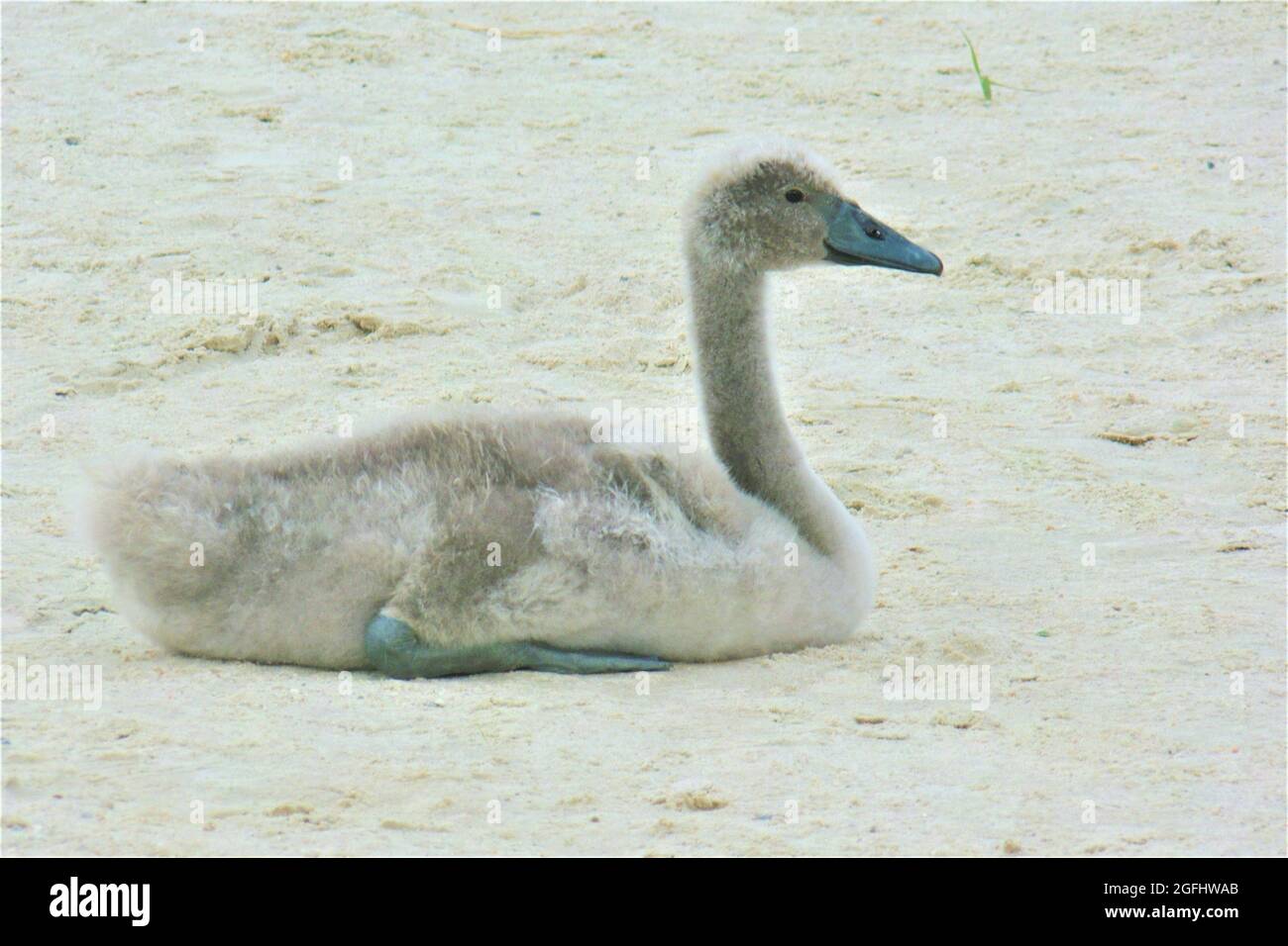 Nahaufnahme eines Vogels Foto Stock