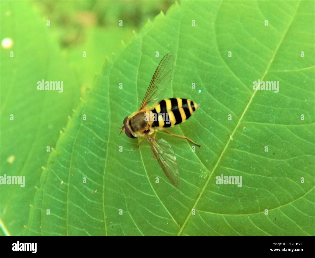 Nahaufnahme Insekt Biene auf grünem Blatt Foto Stock