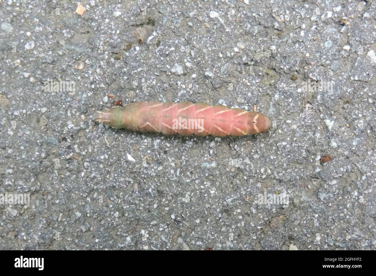 Nahaufnahme Insekt farbige Raupe auf Asphaltstraße Foto Stock