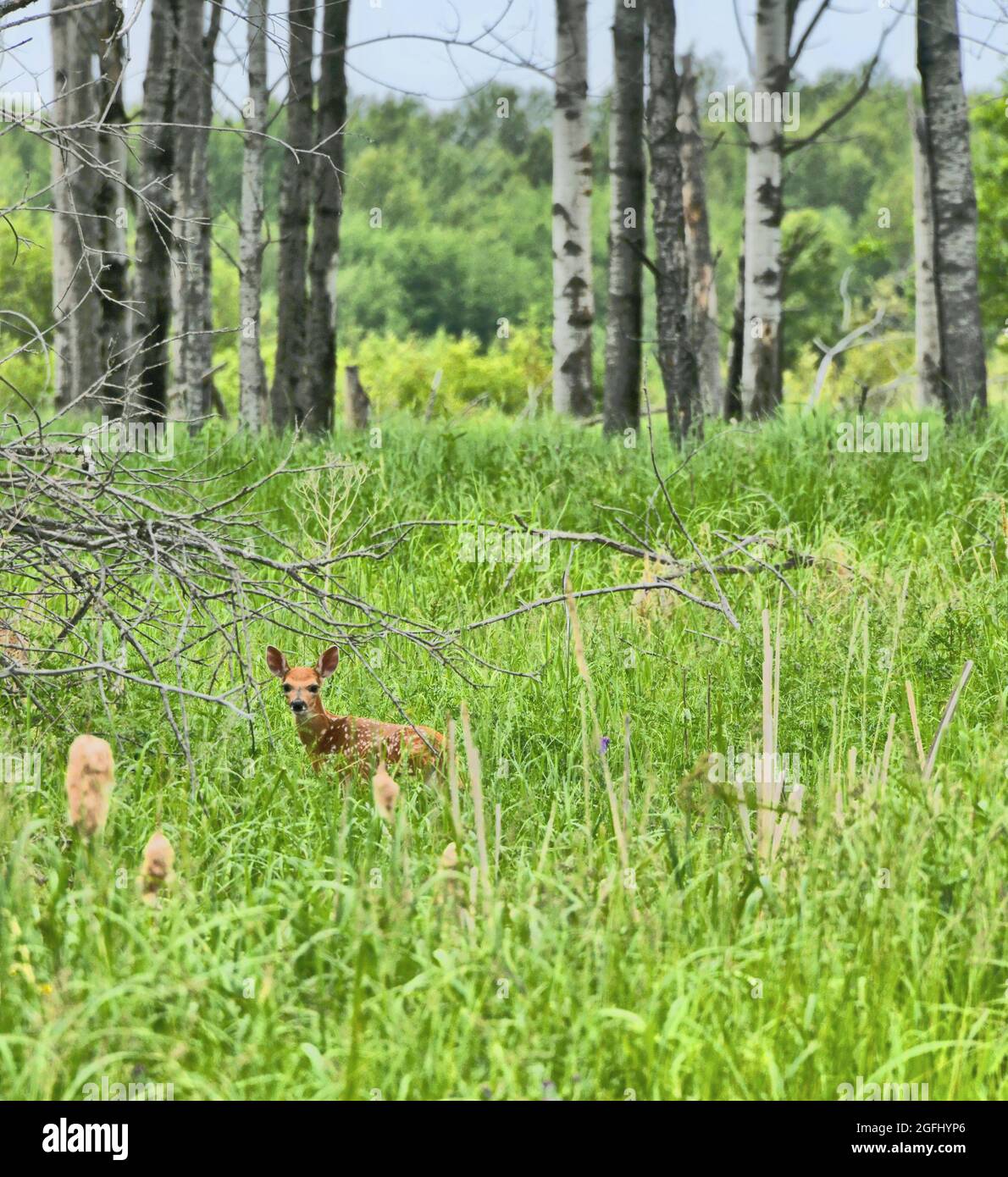 Un piccolo cervo del bambino si erge in erba verde alta con gli alberi sullo sfondo, guardando la macchina fotografica, in primavera vicino a Mission Marsh, Ontario, Canada. Foto Stock