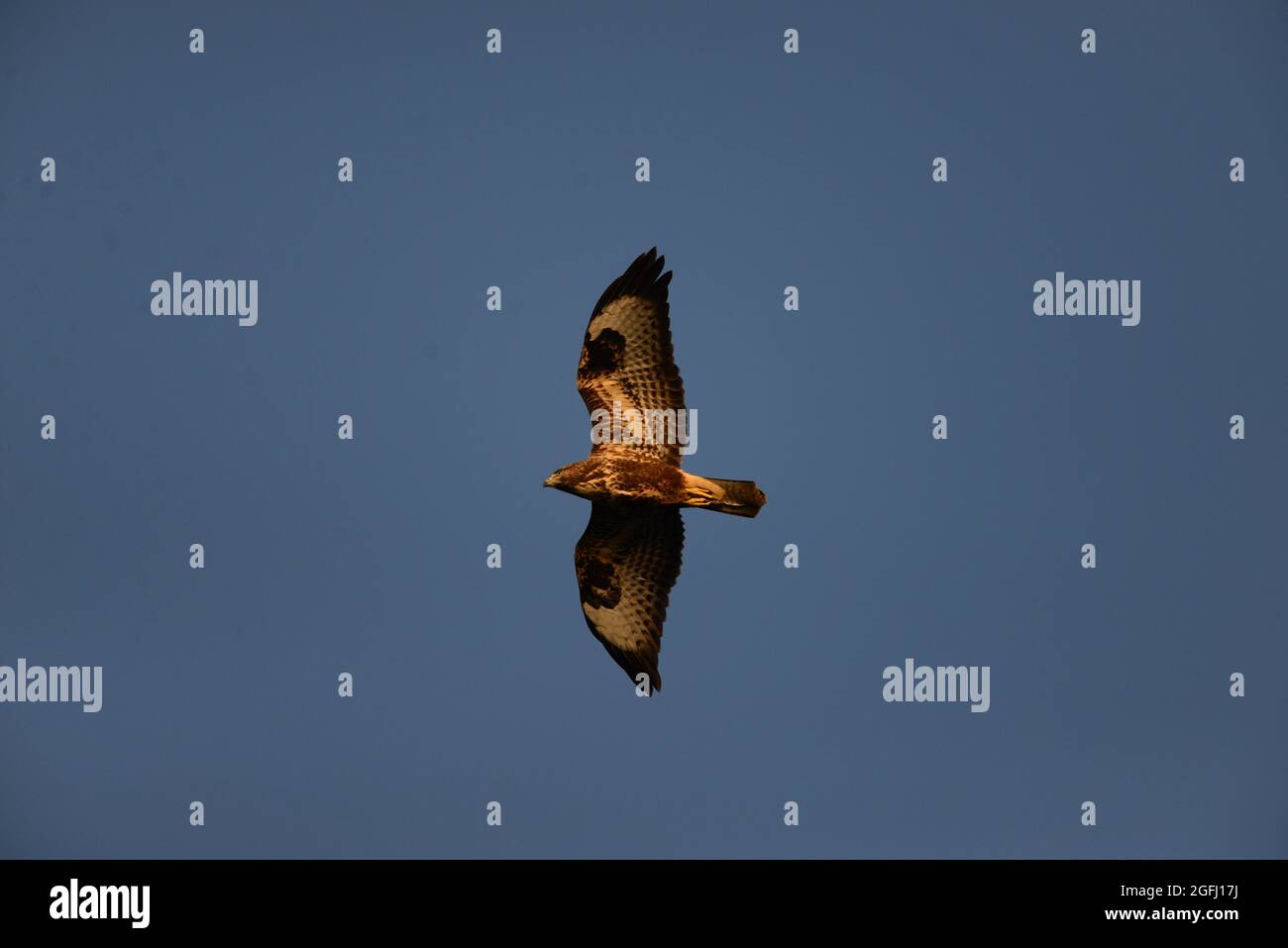 Buzzard vola al tramonto nel Perthshire Foto Stock