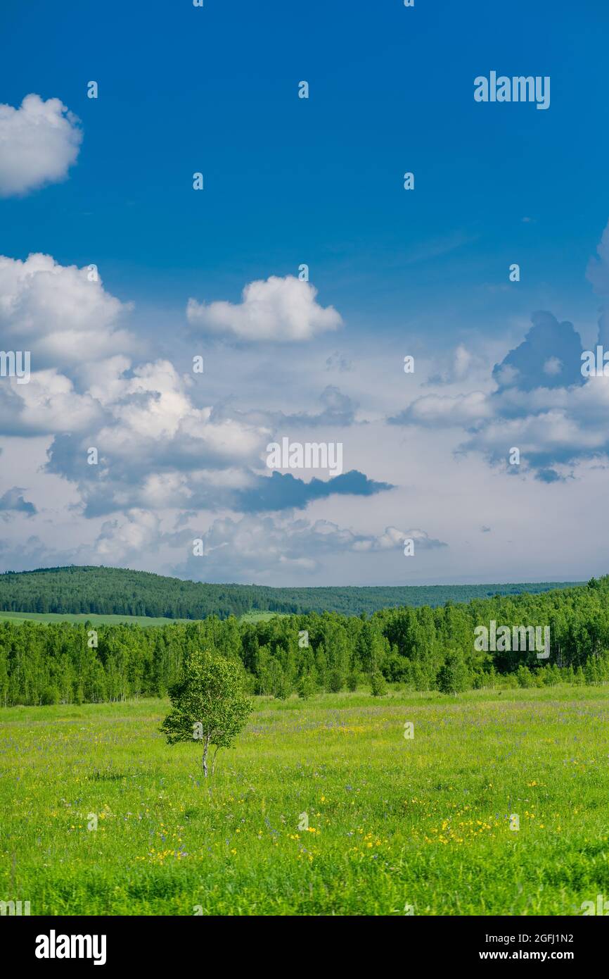 Foresta e praterie paesaggio in Greater Khingan Mountains, Cina, periodo estivo. Foto Stock