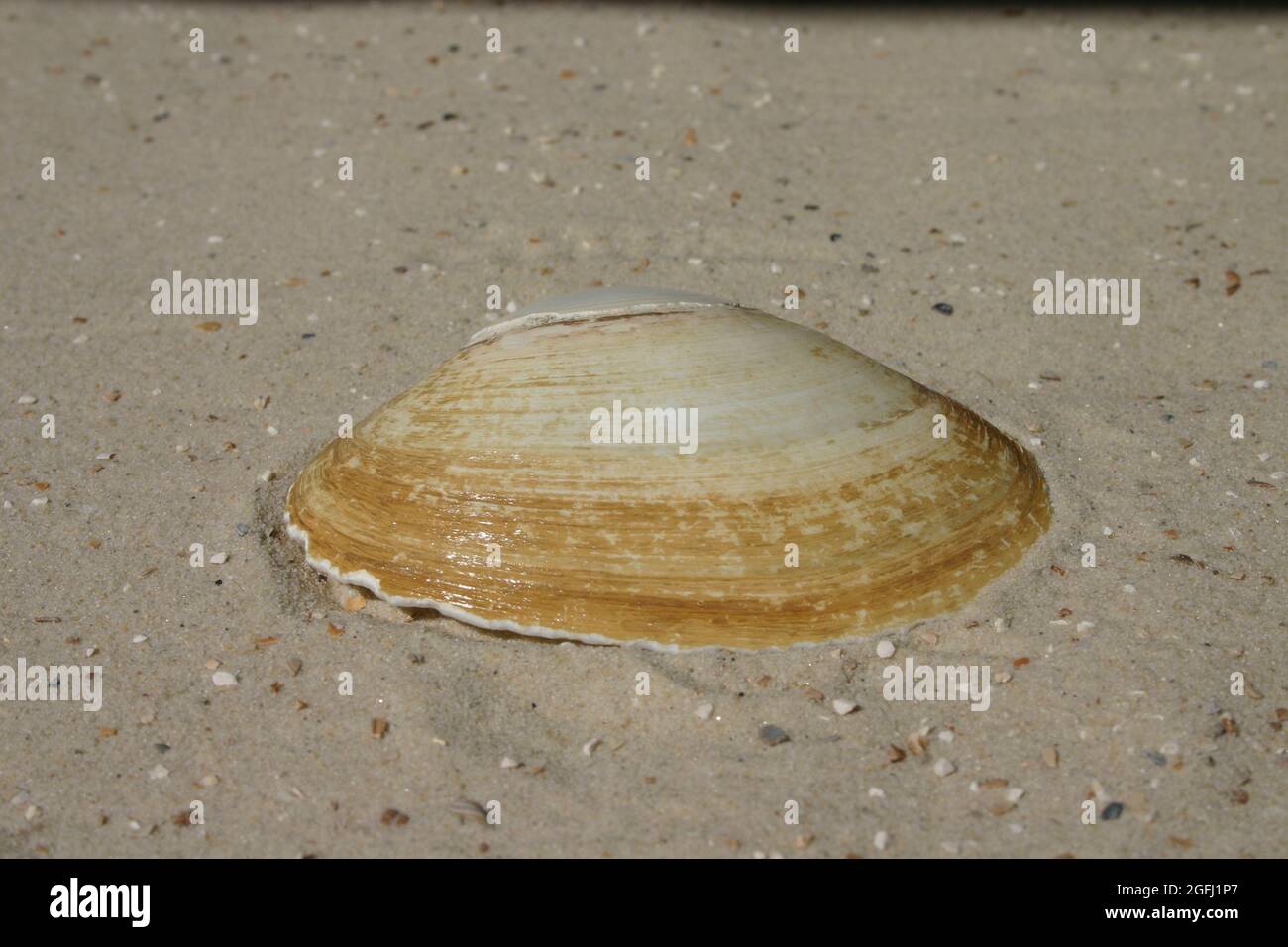 Nahaufnahme große flache Muschelschale auf Sand Foto Stock