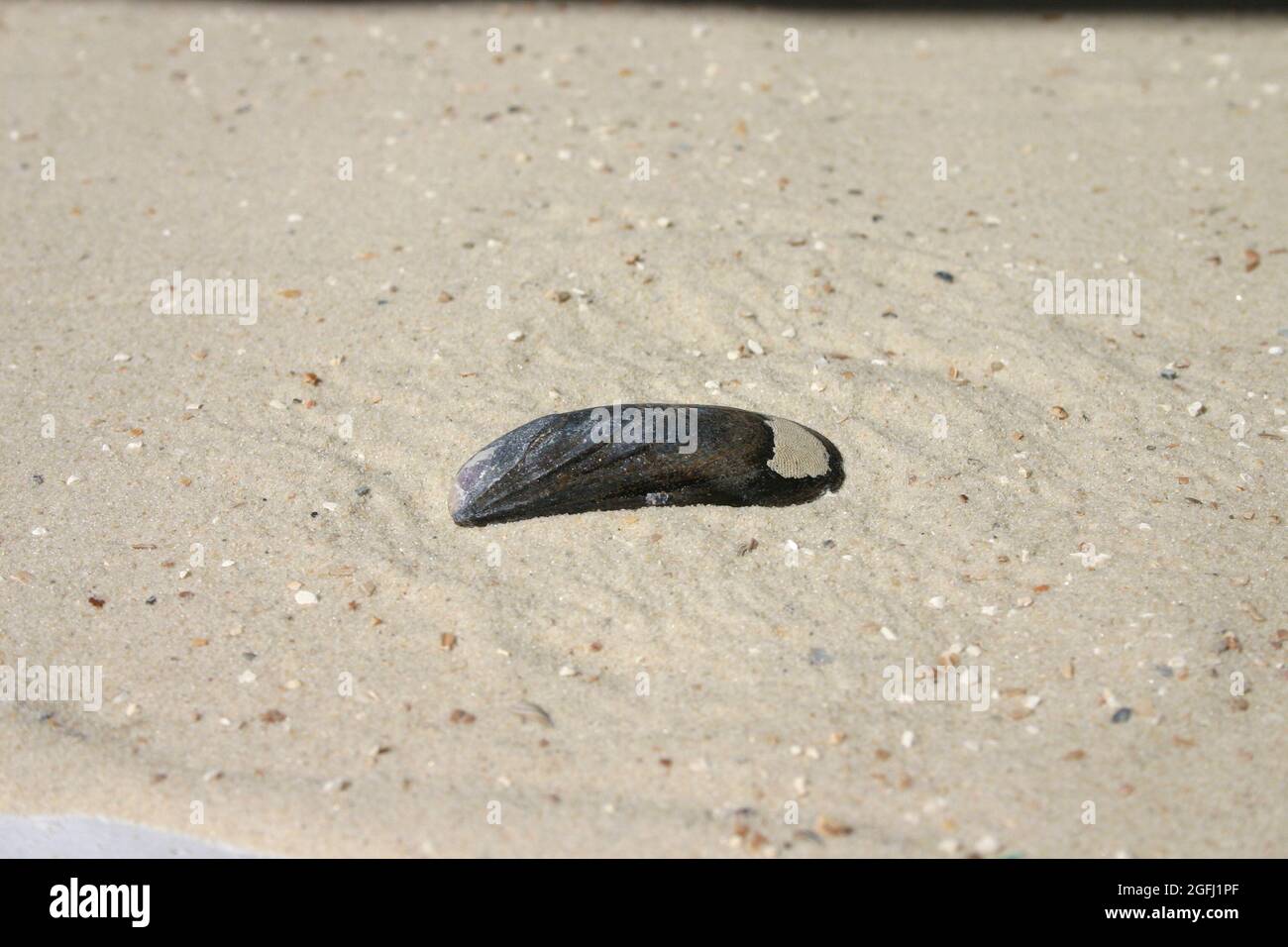 Nahaufnahme schwarzen Muschelschalen auf Sand Foto Stock