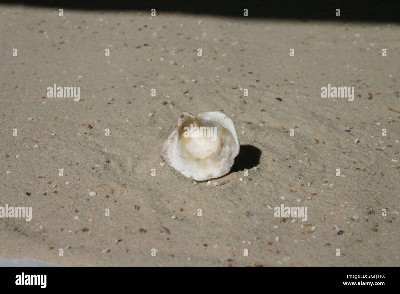 Nahaufnahme Muschelschale auf Sand Foto Stock