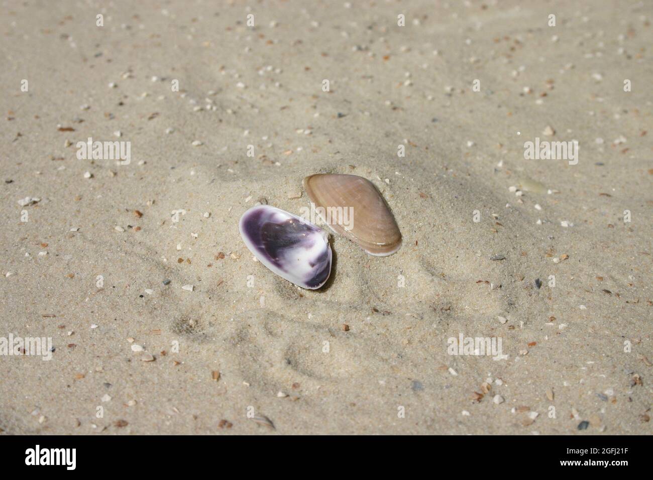 Nahaufnahme 2 Muschelschalen auf Sand Foto Stock