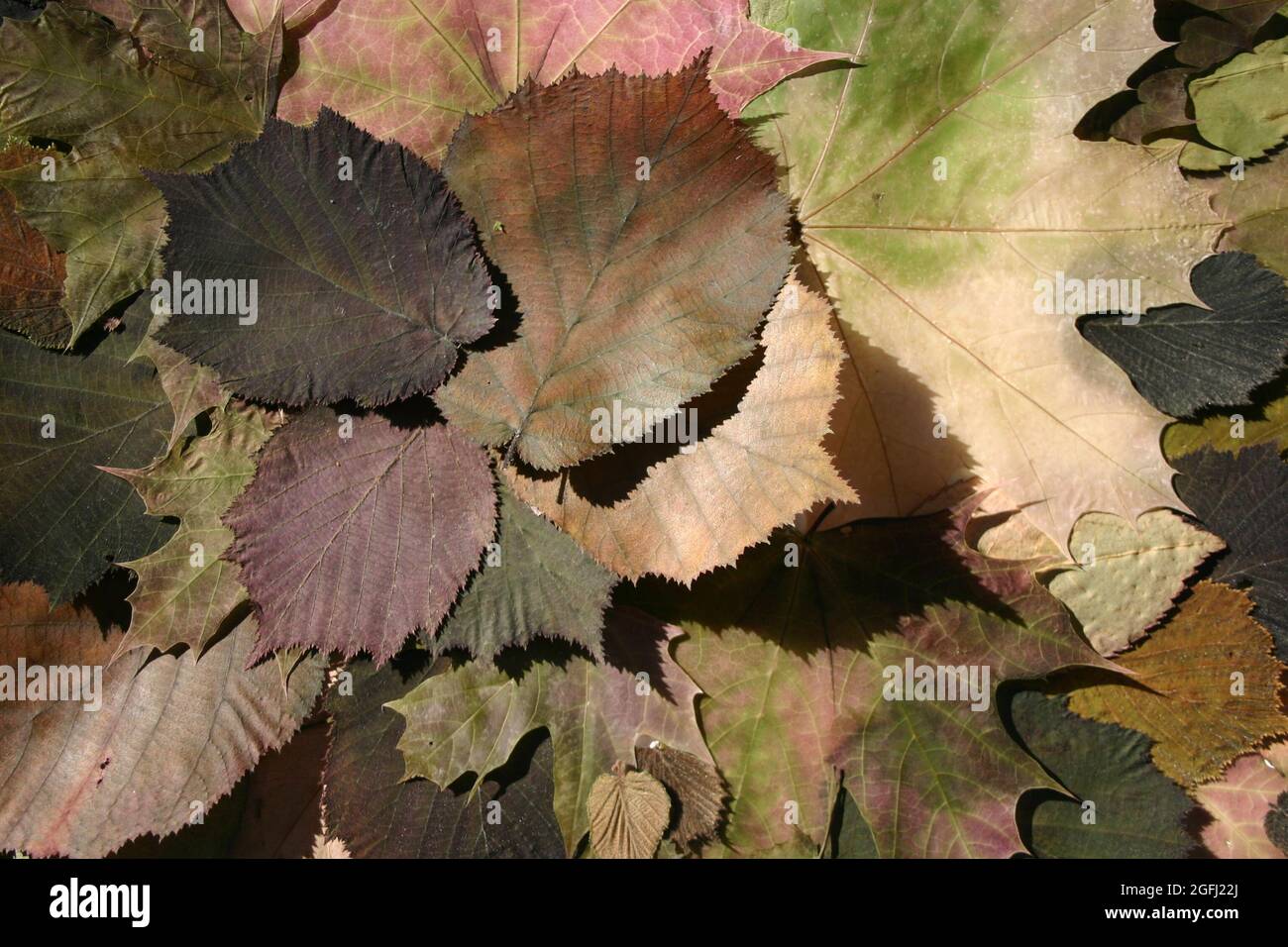 Hintergrundbild Collage Thema Herbst bunte Blätter Foto Stock