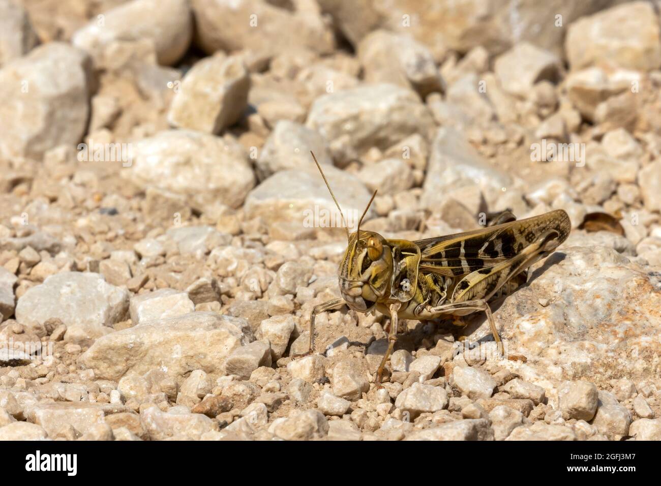 Grasshopper su roccia Foto Stock