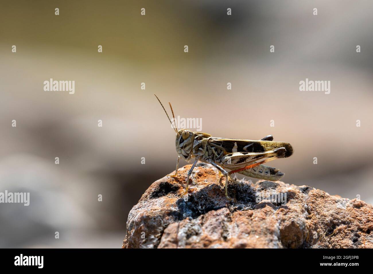 Grasshopper su roccia Foto Stock
