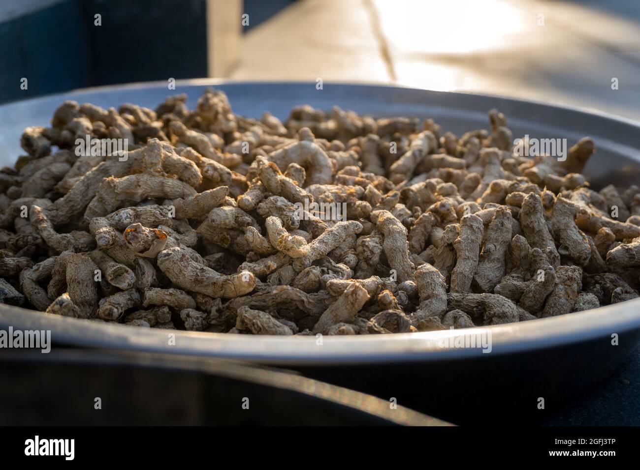 Un primo colpo di radice di curcuma secca . La curcuma è una spezia comune che proviene dalla radice di Curcuma longa. Contiene una sostanza chimica chiamata curcumina, Foto Stock