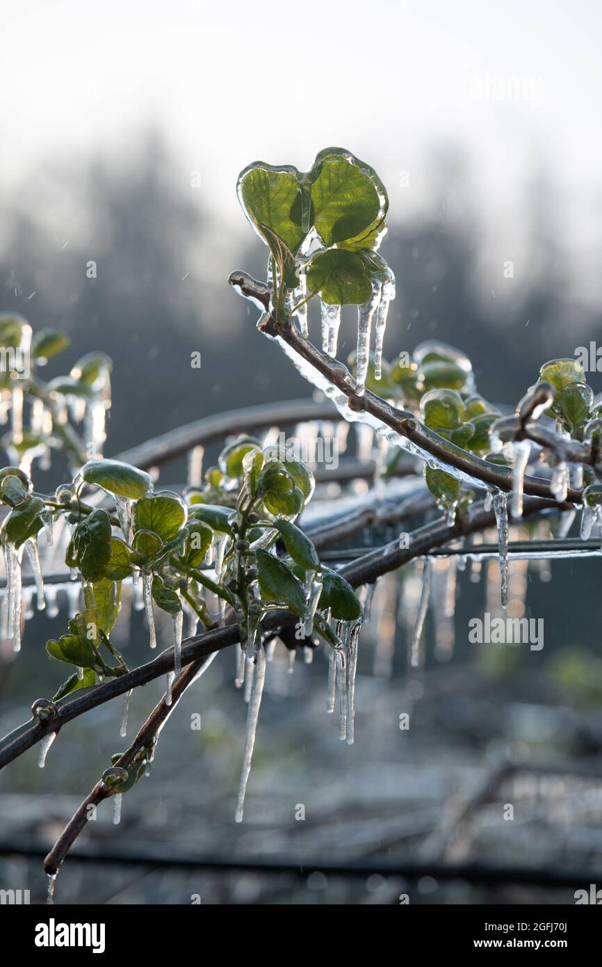 Chateauneuf sur Isere (Francia sud-orientale): Lotta contro i danni primaverili al gelo alle colture di frutta nel dipartimento di Drome. Protezione delle colture Kiwi con Foto Stock
