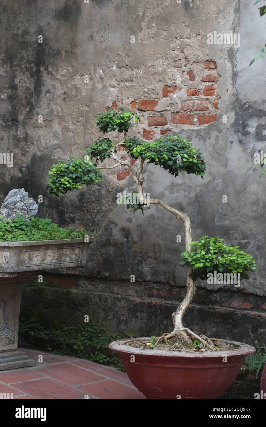 Murraya paniculata o jessamine arancione in una pentola Foto Stock