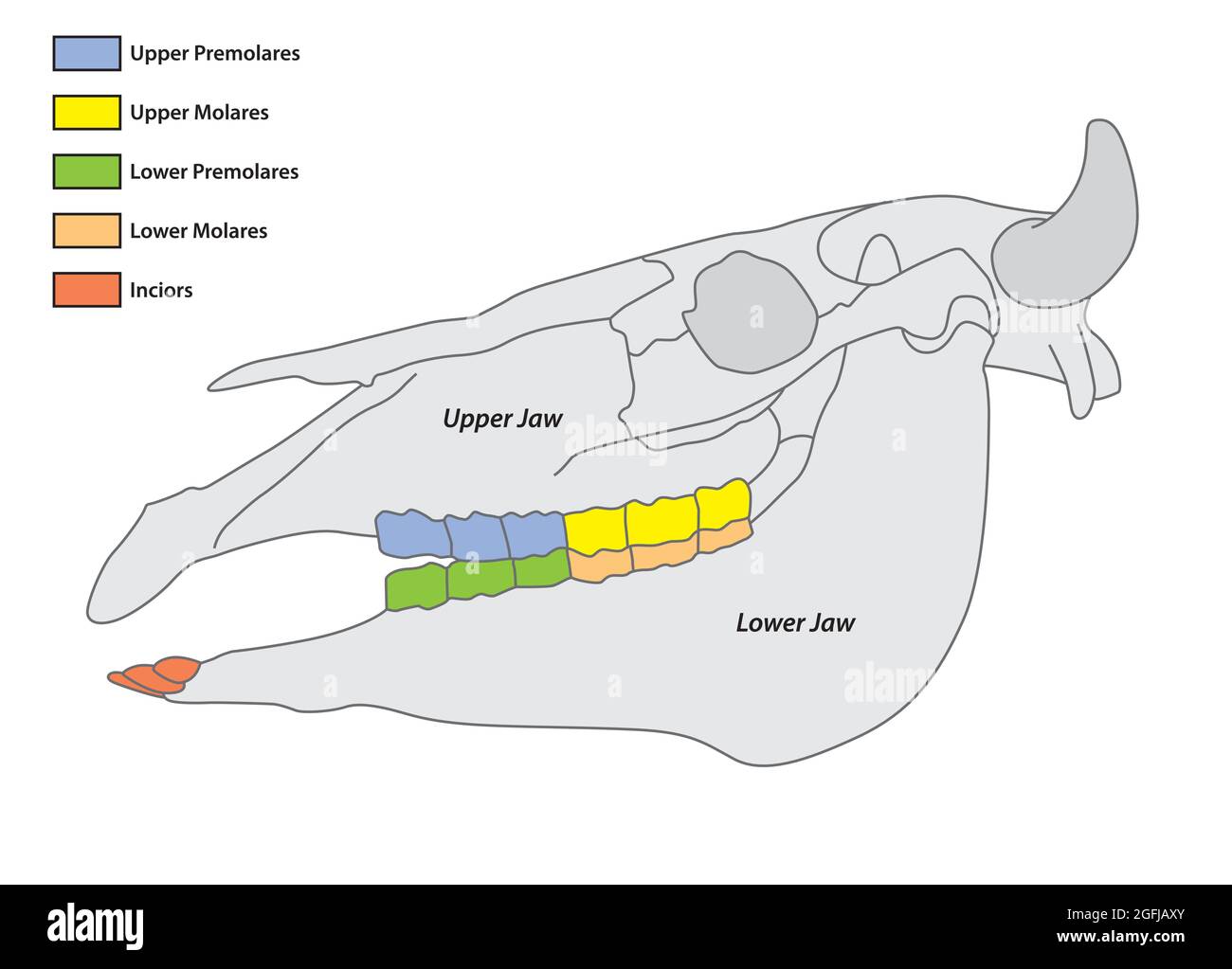 Costruzione di una formula dentale del dente del bestiame Illustrazione Vettoriale