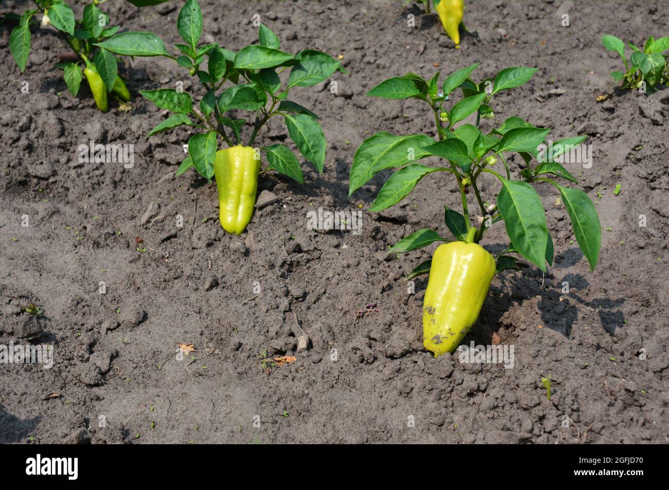 Peperone piante con un grande peperone maturo e fiore. Coltivare, fertilizzare piante di peperone in giardino d'orto in estate per avere un via Foto Stock