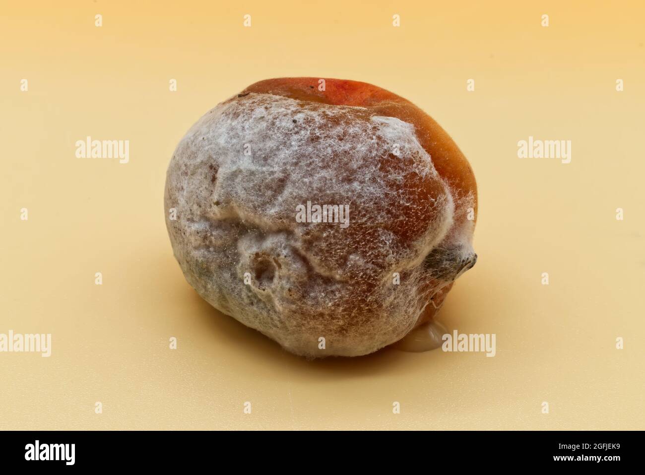 Albicocca marcio ricoperta di muffa isolata su sfondo arancione Foto Stock