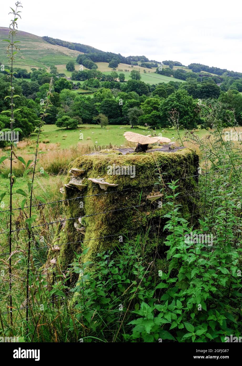 Un vecchio moncone di alberi coperto di muschio e funghi stranamente sagomati e racchiuso da filo spinato e orticelle con colline in lontananza. Foto Stock Un vecchio moncone di alberi coperto di muschio e funghi stranamente sagomati e racchiuso da filo spinato e orticelle con colline in lontananza. Foto Stock