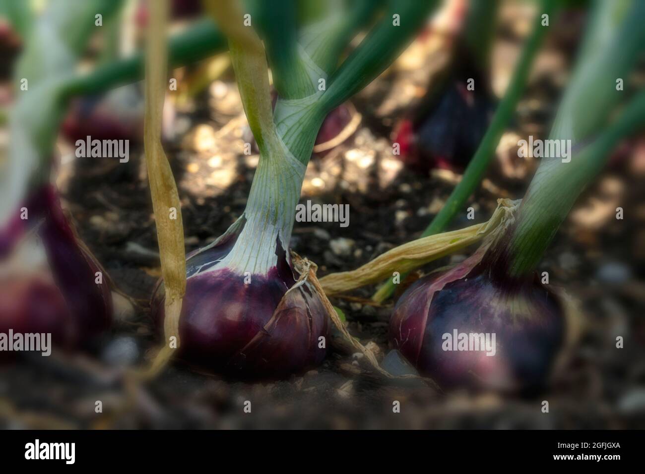 Cipolla - Barone Rosso, Allium cepa 'Barone Rosso', ritratto vegetale naturale Foto Stock