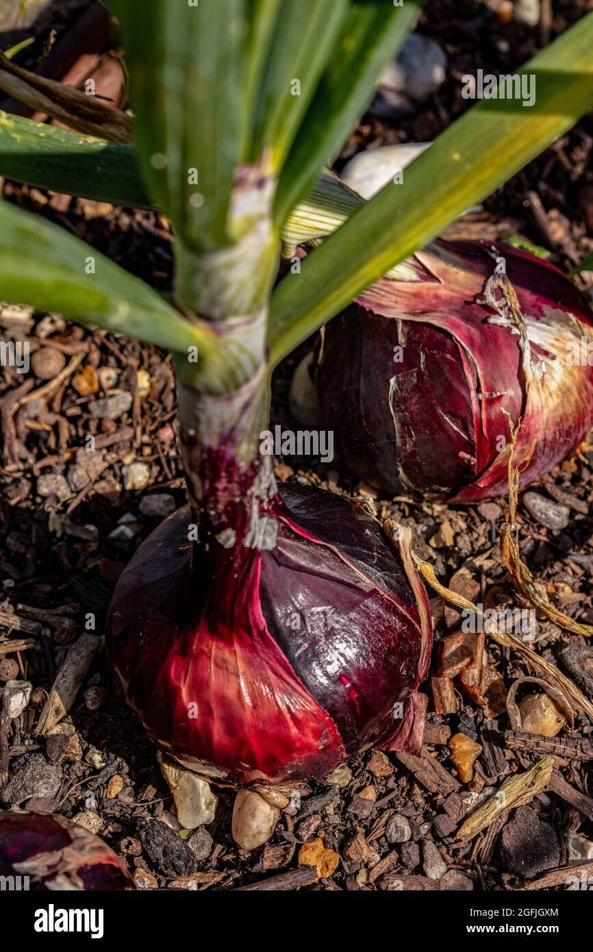 Cipolla - Barone Rosso, Allium cepa 'Barone Rosso', ritratto vegetale naturale Foto Stock