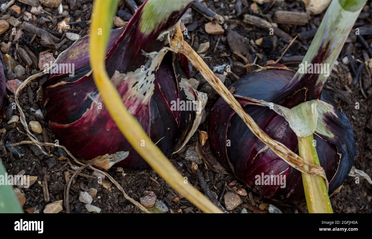 Cipolla - Barone Rosso, Allium cepa 'Barone Rosso' matura in luce solare brillante Foto Stock