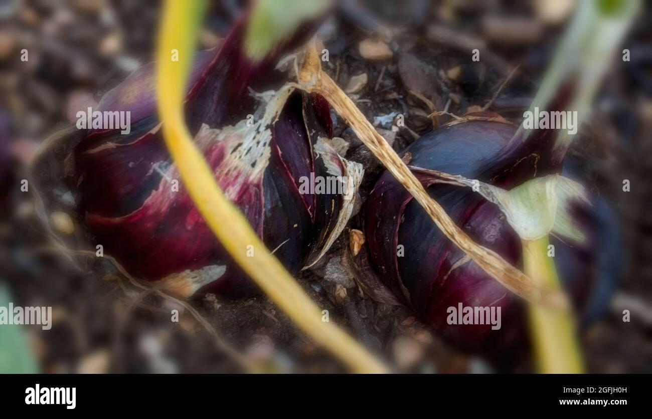 Cipolla - Barone Rosso, Allium cepa 'Barone Rosso' matura in luce solare brillante Foto Stock