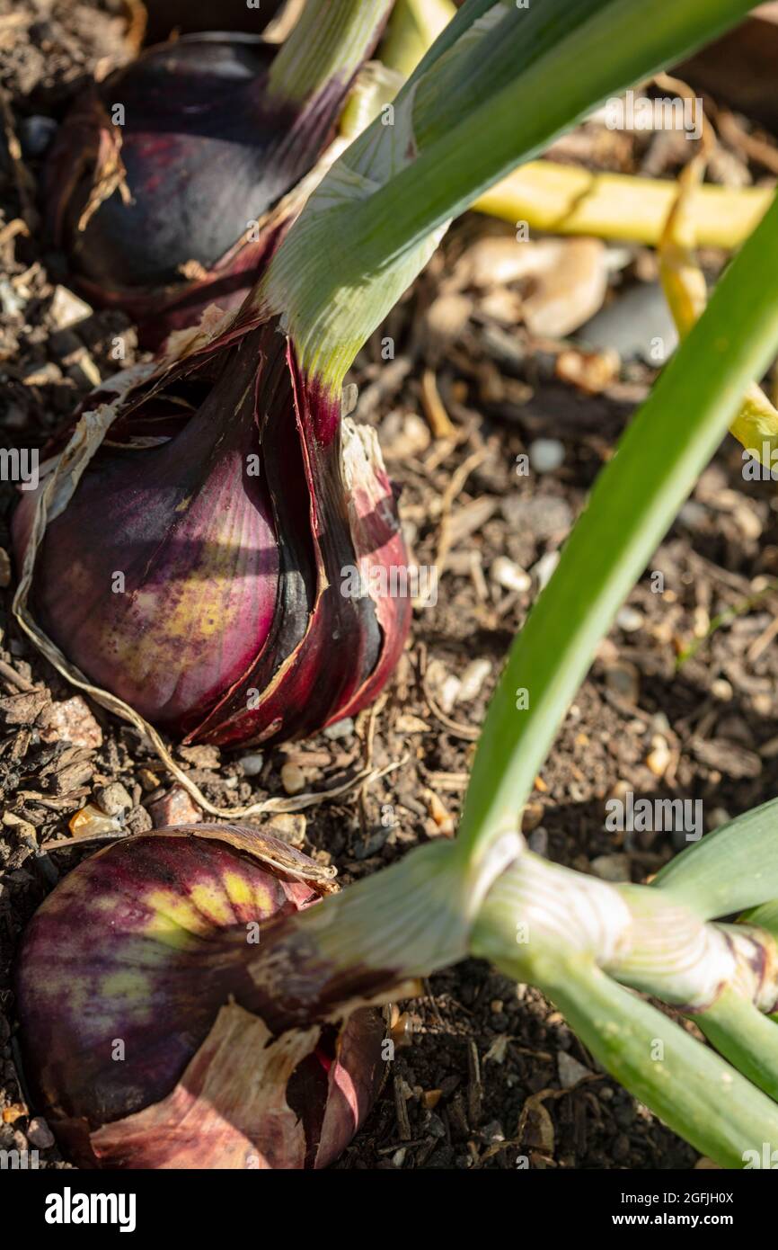 Cipolla - Barone Rosso, Allium cepa 'Barone Rosso' matura in luce solare brillante Foto Stock