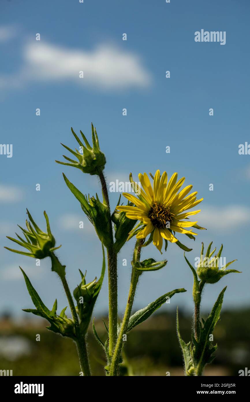 Maestoso Rudbeckia Maxima fiori gialli contro un cielo azzurro soleggiato Foto Stock