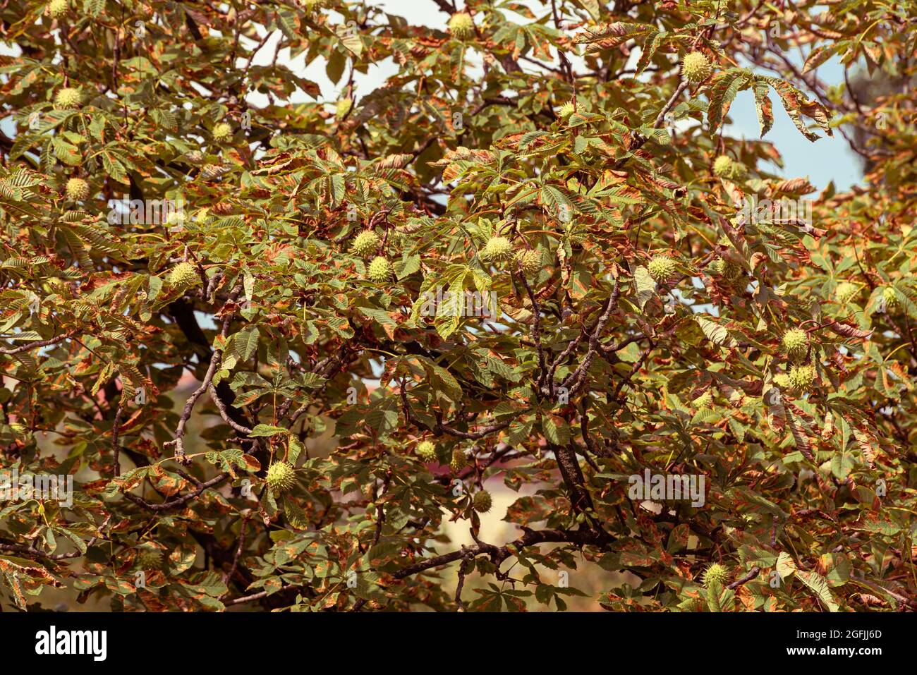 Castagno di cavallo con castagne verdi all'inizio dell'autunno Foto Stock
