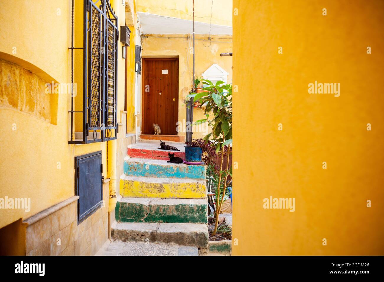 Gatti giovani sulla colorata scala in Sicilia Foto Stock