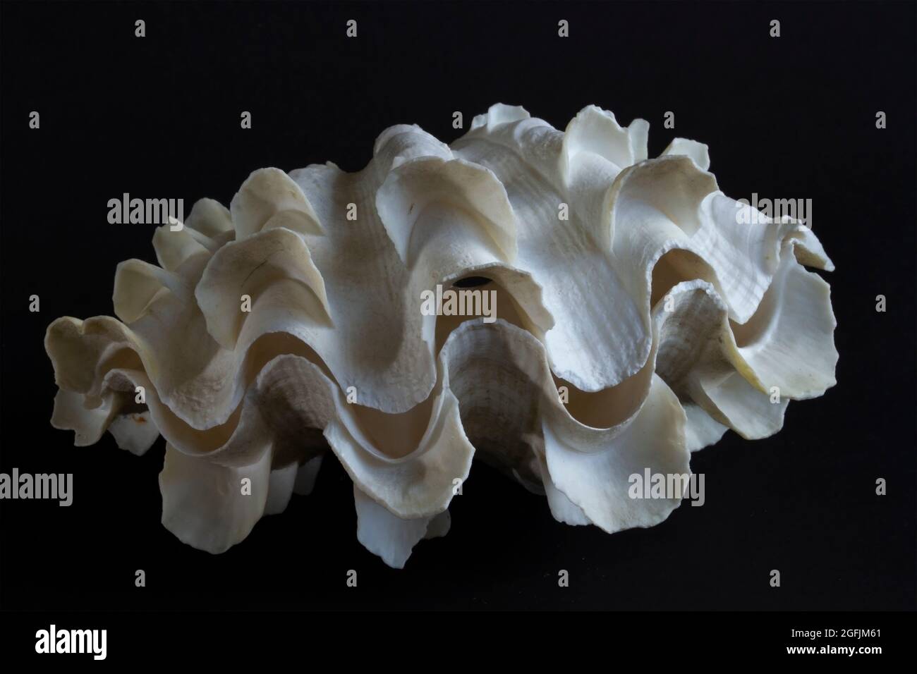 Il clam gigante vivente è ancorato al corallo con fili di biso e muscoli posteriori permettono una grande quantità di mantello colorato per essere esposti. Foto Stock
