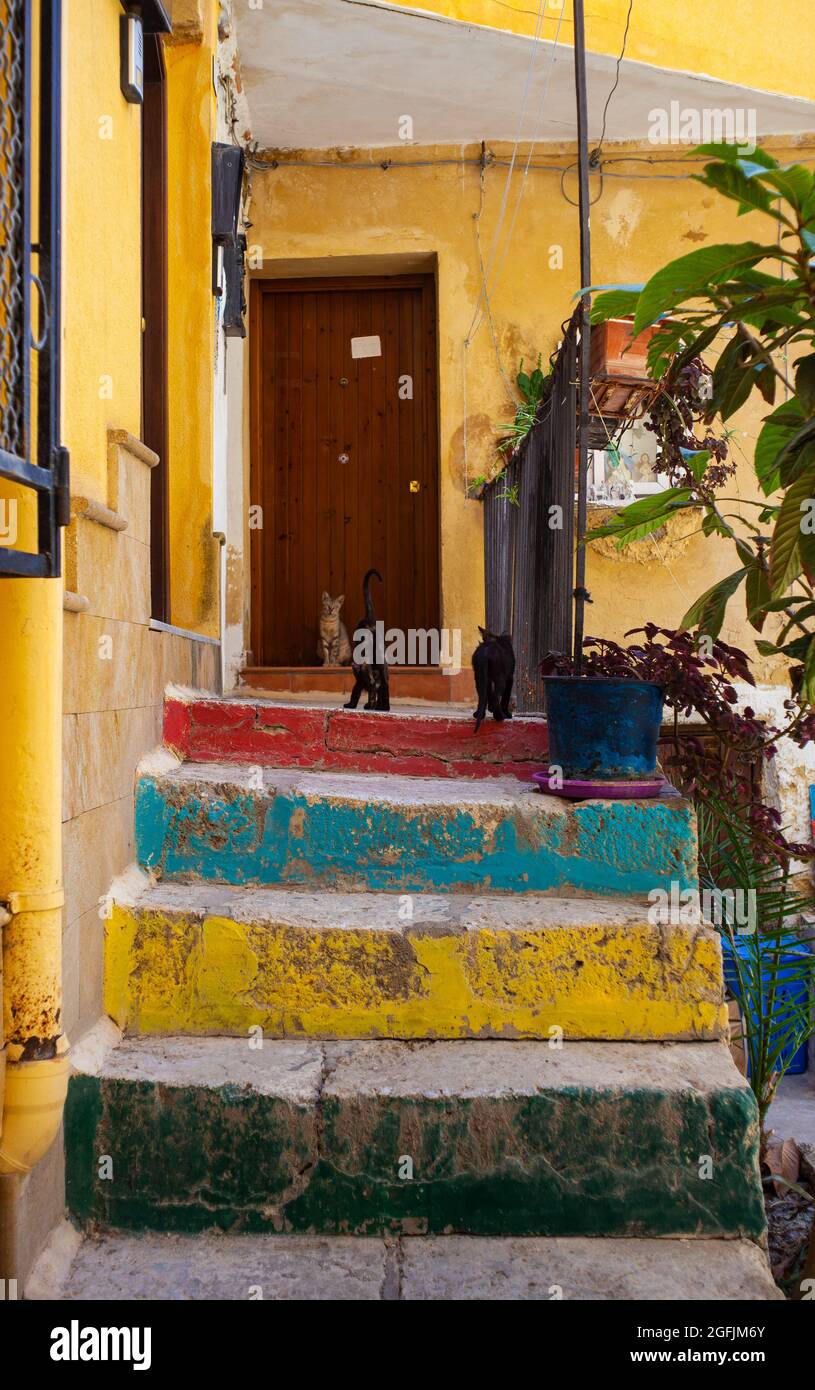 Gatti giovani sulla colorata scala in Sicilia Foto Stock