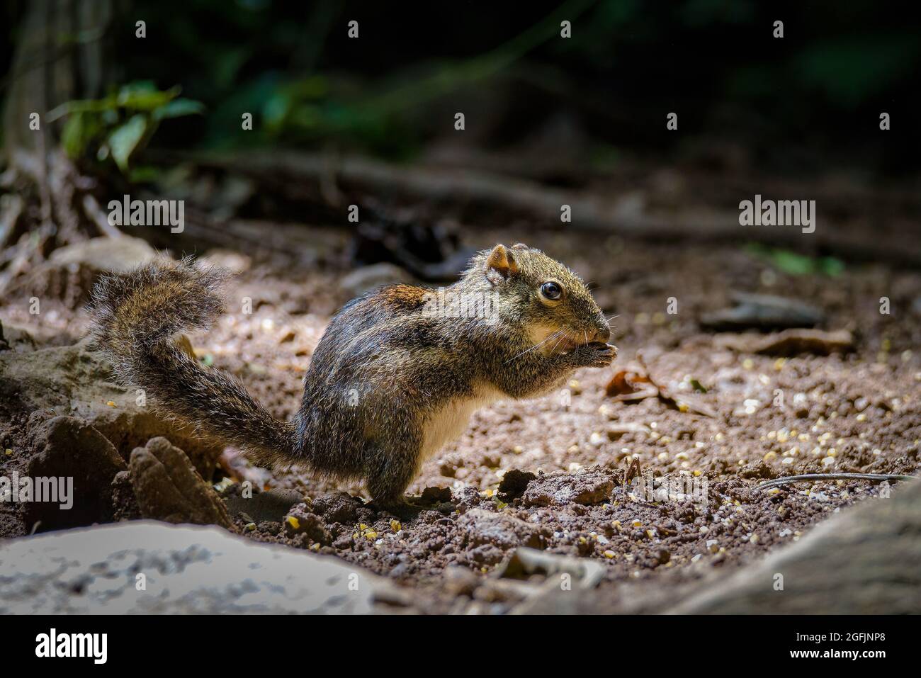 Lo scoiattolo a strisce himalayano (mcclellandii Tamiops), noto anche come scoiattolo a strisce occidentali, o scoiattolo a strisce birmane Foto Stock