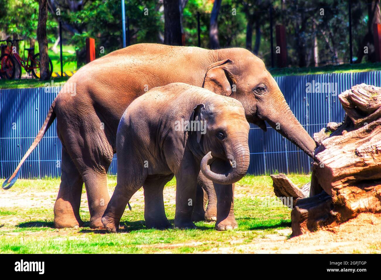 Baby elefante e madre elefante nel parco naturale della riserva naturale di Great Western Plains, Dubbo città, Australia. Foto Stock